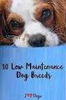 Top 10 Most Low Maintenance Dog Breeds - iHeartDogs