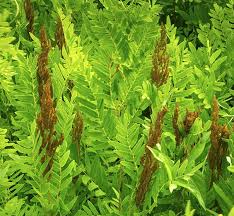 Image result for Osmunda regalis