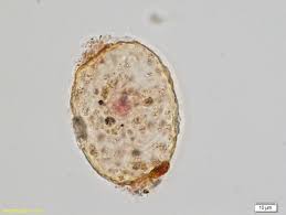 Image result for Amphiasma