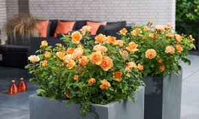At the rhs chelsea flower show 2016, harkness roses gave us their tips on caring for patio roses correctly. Whartons Garden Roses Wholesale Roses Brands Patio Roses