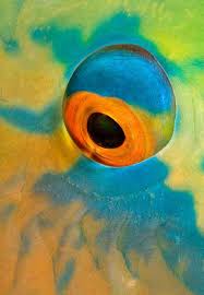 Exercice De Style Parrot Fish Eye Animal Close Up Parrot Fish Eye Art