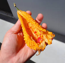 完熟した黄色いゴーヤは甘い？ | 平坂寛のフィールドノート