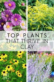 24 Of The Best Perennials That Will Thrive In Clay Soil Planting In Clay Clay Soil Plants Plants