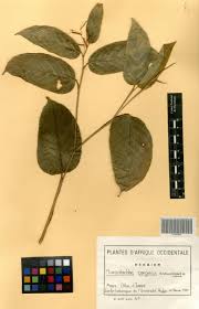 Image result for Marantochloa congensis