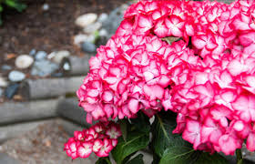 No deliveries were ever made to fulfill any of these contracts, because in february 1637, tulip bulb contract prices collapsed abruptly and the trade of tulips ground to a halt. Floraculture International Fci Horticultural Magazine Aiph