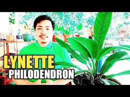 Historically, plants were treated as one of two kingdoms including all living things that were. Important Tips On Lynette Philodendron Propagation Philodendron Plant Tube Youtube