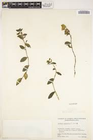 Image result for Euphorbia mossambicensis