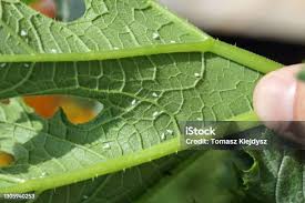 Image result for whitefly in cucumber