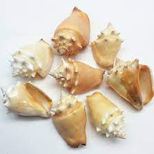 Check spelling or type a new query. Amazon Com Pepperlonely 8pc Fighting Conch Sea Shells 2 Inch 3 Inch Home Kitchen
