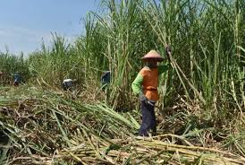 Cerita lucu mendidik hantu kok takut hantu | download gambar. Nestapa Petani Tebu
