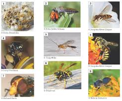 Ohio Bee Identification Guide Ohioline