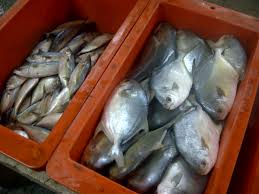 Duyong melaka pun kami redah. Muara Ikan Bakar Tanjung Harapan Klang The Life Journey