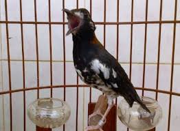 We did not find results for: 100 Kumpulan Suara Burung Masteran Dan Pikat Mp3 Pengicau Net