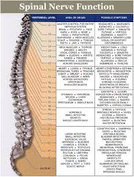 spinal nerve chart