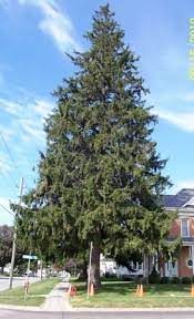 The tree in question was a norway spruce. Norway Spruce Windbreak Trees