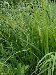 Image result for Carex johnstonii