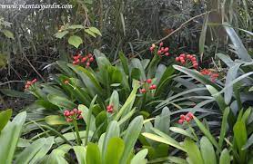 Pin En Herbaceas Perennes