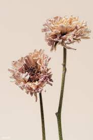 Download Premium Image Of Dried Chrysanthemum Flower On A Beige Background Flower Background Iphone Vintage Flower Backgrounds Vintage Flowers Wallpaper