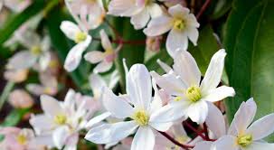Maybe you would like to learn more about one of these? Clematis Armandii Winterbluhende Sorten Clematis Online Kaufen