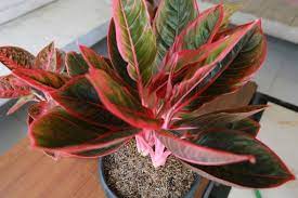 23 Beautiful Aglaonema Varieties Chinese Evergreen Smart Garden Guide Aglaonema Varieties Chinese Evergreen Plant Chinese Evergreen