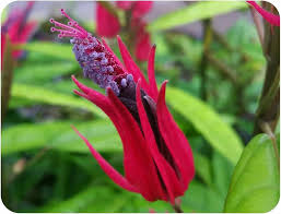 Image result for Pavonia