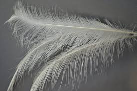Black And White Striped Bird Feather 1 Pen Of Rhea White 50 60 Cm Length Fibers 8 To 14 Cm Color Natural White