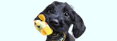 Get them while they're still young !!!! Humane Fort Wayne Pet Shelter And Pet Adoption Program