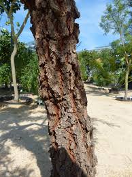 Image result for Acacia robusta