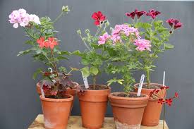 Image result for Pelargonium