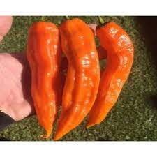 50 Sementes De Pimenta Aji Amarillo Peruana Shopee Brasil