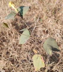 Image result for Azanza lampas