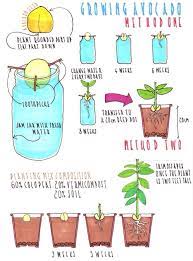 How To Grow Avocado From Avocado Seed Pit Avocado Plant Grow Avocado Growing An Avocado Tree
