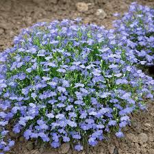 Image result for Lobelia erinus