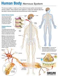 The nervous system, essentially the body's electrical wiring, is a complex collection of nerves and specialized cells known as neurons that transmit signals between different parts of the body. Teaching The Nervous System