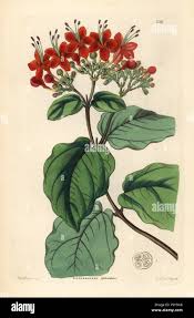 Image result for Clerodendrum splendens