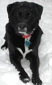 See more of independent labrador retriever rescue of socal on facebook. Black Dog Syndrome Wikipedia