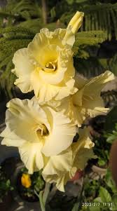 Image result for Gladiolus virgineus
