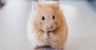 Though this species can live longer than 3 years, it is rare to see them live that long. Make Your Hamster Feel At Home Wood Green The Animals Charity