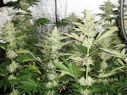 Check spelling or type a new query. Flowering In Cannabis Plants Alchimia Grow Shop
