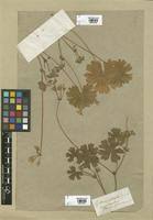 Image result for Pelargonium alchemilloides