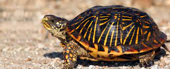 Check spelling or type a new query. Western Box Turtle Lehigh Valley Zoo