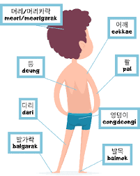 We share the following free pdf worksheet. Learn Parts Of The Body In Korean