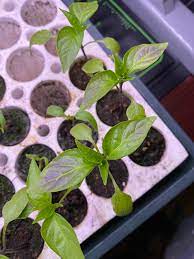 How long to cook jalapeño we love the contrast of smoky bacon, creamy cheese and spicy peppers. Jalapeno Seedling Leaves Beginning To Turn Purple Stress Or Deficiency Hotpeppers