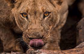 We wanted to see which coffee machines are most loved by australians. Page 2 Africa Geographic