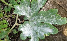 That fungal growth usually appears as a white, powdery substance on plant leaves, stems and sometimes fruits. How To Get Rid Of Powdery Mildew Kings Plant Doctor