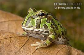 +35.000 kwalitatieve producten, gratis levering, gemakkelijke betaling. Pacman Frog Schmuckhornfrosch Ceratophrys Cranwelli Tiere Amphibien