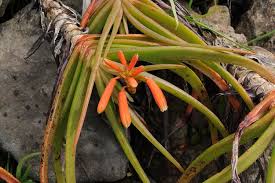 Image result for Aloe inyangensis