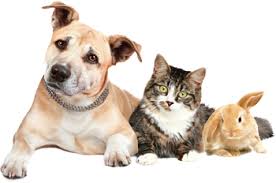 Tlc pet care services is dedicated and dependable in the safety and care of your pets and home while you are away. Rural Tlc Professional Care For Your Pets Health Wellbeing