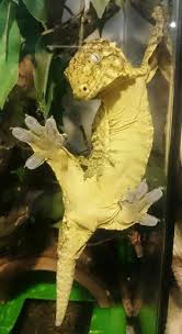 A gecko's tail saves fat that can be used later. Lechianus Gecko Pets Animals Reptiles