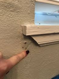 Do You Have Termites Too Diy Termite Treatment Signs Of Bed Bugs Termites